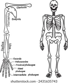 Handdrawn bones of hand next to the skeleton of human,vector illustration eps10