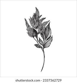 Handdrawn botaical element, Flower drawing