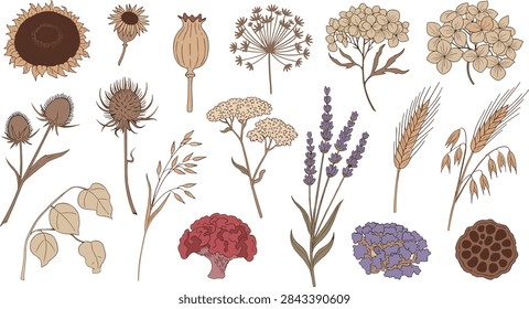Hand-drawn botanical assortment featuring rustic dry plants, harvested grains and autumn blooms in earthy pastel tones