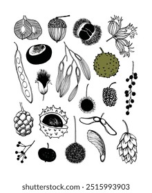 Hand-drawn botanical collection with diverse seeds, nuts, and pods, showcasing rough and smooth textures, intricate shapes, and varying details.