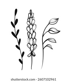 Hand-drawn botanical floral elements in black line art style on a white background, representing minimalistic nature and organic beauty. Vector illustration