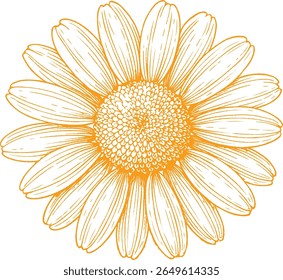 Een handgetekende botanische illustratie van kamillebloemen in detail. Ideaal voor theeverpakkingen, huidverzorging, kruidenwellness en natuurlijke ontwerpen in vintage-stijl.