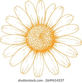 A hand-drawn botanical illustration of chamomile flowers in fine detail. Ideal for tea packaging, skincare, herbal wellness, and vintage-style natural designs.