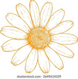 Een handgetekende botanische illustratie van kamillebloemen in detail. Ideaal voor theeverpakkingen, huidverzorging, kruidenwellness en natuurlijke ontwerpen in vintage-stijl.