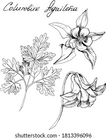 Hand-drawn botanical illustration of columbine flowers. Each element is isolated. Very easy to edit for any of your projects. Vector illustration