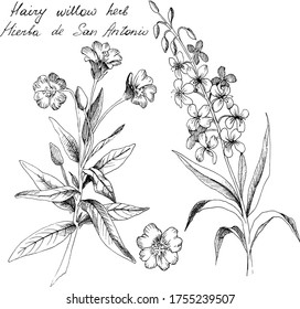 Hand-drawn botanical illustration of Hairy willowherb. Each element is isolated. Very easy to edit for any of your projects. Vector illustration