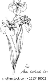 Hand-drawn botanical illustration of iris flower. Each element is isolated. Very easy to edit for any of your projects. Vector illustration