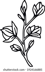 Hand-drawn botanical illustrations. Flowers clipart for creating wedding decor, floral frames and wreaths. Minimalistic vector line art. 