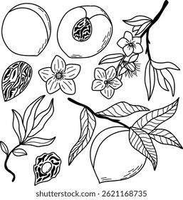 Hand-Drawn Botanical Illustrations of Peaches, Blossoms, Leaves, and Seeds. Detailed botanical line art featuring peaches, blossoms, and leaves, perfect for artistic projects and educational materials