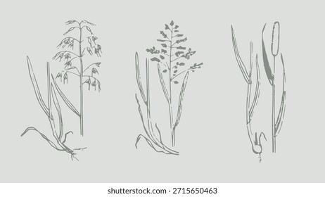 Hand-Drawn Botanical Illustrations of Various Grasses and Reeds