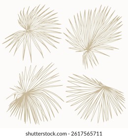 Esboço De Folhas De Palmeira Botânica Desenhado À Mão. Clip-art vetorial da planta washingtonia.