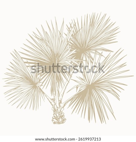 Hand-Drawn Botanical Palm Tree Sketch. Vector Clip Art. Botanical illustration of washingtonia plant.