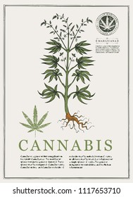 Hand-drawn Botanical vector illustration in retro style with cannabis plant. Page of an old book. Hemp, Cannabis or marijuana, medicinal plant