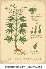 Hand-drawn Botanical vector illustration in retro style with plant of medical cannabis. Page of an old book with handwriting inscriptions. Hemp, Cannabis or marijuana, medicinal plant