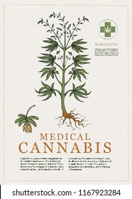 Hand-drawn Botanical vector illustration in retro style with plant of medical cannabis. Page of an old book. Hemp, Cannabis or marijuana, medicinal plant