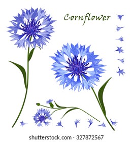 Hand-drawn bouquet of beautiful blue cornflower, isolated pattern. Vector illustration 
