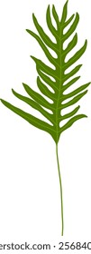 Hand-Drawn of Bracken Fern Illustration