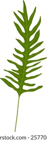 Hand-Drawn of Bracken Fern Illustration