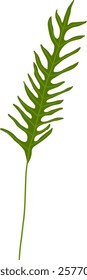 Hand-Drawn of Bracken Fern Illustration