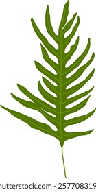 Hand-Drawn of Bracken Fern Illustration