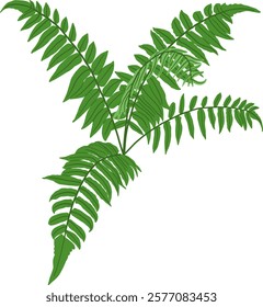 Hand-Drawn of Bracken Fern Illustration