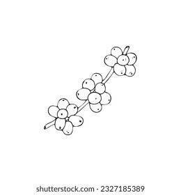 Hand-drawn Branch with coffee beans. Coffee on a branch sketch illustration. Vector Coffee plant. 