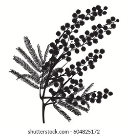 Hand-drawn branch of mimosa. Black silhouette on white background Good idea for your design, poster, greeting card, web banner. Vector illustration