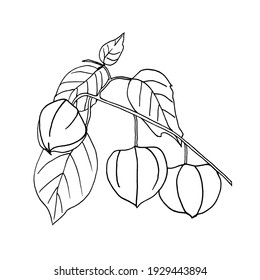 A hand-drawn branch of physalis with fruit and leaves in the style of doodles. Vector illustration. Black outline sketch isolated on a white background.