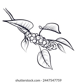 ramas dibujadas a mano de un Vector de planta de café