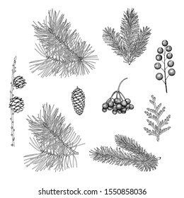 Hand-drawn branches and cones of spruce, pine, larch, rowan berries, juniper. Vintage black and white image of Christmas plants. Vector EPS 10.