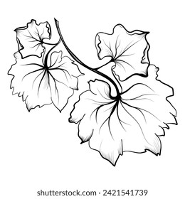 hand-drawn branches with grape leaves vector illustration
