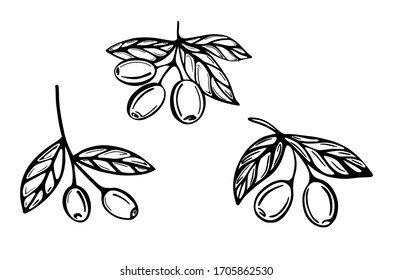 Hand-drawn branches with olives isolated on a white background. Vector illustration in Doodle style