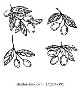 Ramas dibujadas a mano con aceitunas aisladas en un fondo blanco. Ilustración vectorial en estilo Doodle