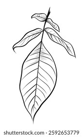 Hand-drawn branches with walnut leaves vector