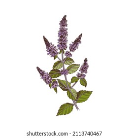 Hand-drawn Brandy mint. Medicinal herb