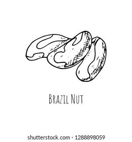 Hand-drawn brazil nut. Vector cartoon illustration. Isolated object on a white background. Hand-drawn style.