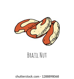 Hand-drawn brazil nut. Vector cartoon illustration. Isolated object on a white background. Hand-drawn style.