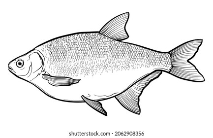 455 Logo bream Images, Stock Photos & Vectors | Shutterstock