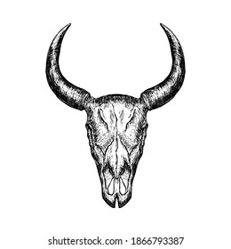 Hand-drawn buffalo skull isolated on white background