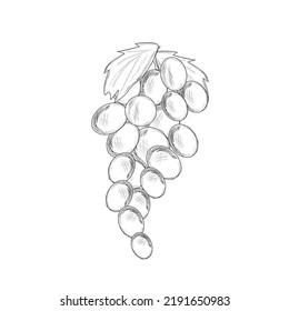 Hand-drawn bunch of grapes, sketch. Vector illustration. Simple pencil style.