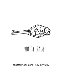 Hand-drawn bunch of white sage. Ancient incense of the Indians of America for meditation and spirituality sessions. Vintage vector illustration on isolated background.