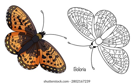 A hand-drawn butterfly in color and another in simple black outline. Elegant butterflies with bright orange wings covered in numerous black spots and dashes. Isolated vector on a white background.