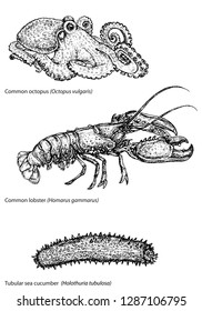 handdrawn b/w illustration converted in vector of 3 species of sea invertebrates: common octopus (octopus vulgaris), common lobster (Homarus gammarus) and tubular sea cucumber (Holothuria tubulosa)