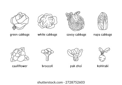 Cartel de tipos de repollo dibujado a mano con nombres escritos a mano en contornos en blanco y negro. Estilo de Vector artístico limpio en color monocromo. Casos de uso: educativos, menús, arte de cocina, plotter, pegatinas.