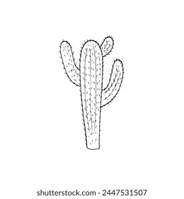 hand-drawn cactus drawing in doodle style. Vector Illustration. cacti with flower. isolated on white