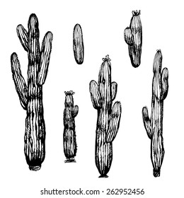 Hand-drawn cactus set isolated on white background.