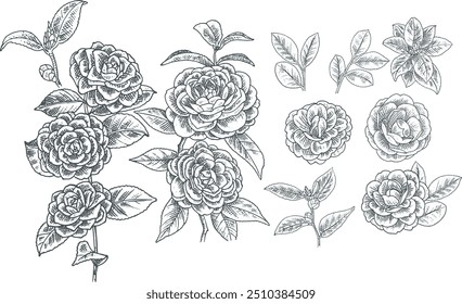 hand-drawn camellia flower illustration assets. Perfect for a variety of projects, these detailed and sophisticated illustrations offer high-quality, versatile floral art with a natural