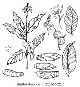 Hand-drawn Canna indica (West Indian Arrow-Root, Maranta arundinacea, Australian arrowroot, Myrantacae).  Plant, flowers and roots. Vector sketch  illustration.