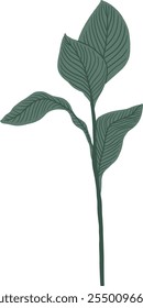 Desenhado à Mão de Canna Lily deixa a ilustração da árvore