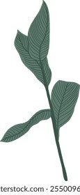 Desenhado à Mão de Canna Lily deixa a ilustração da árvore